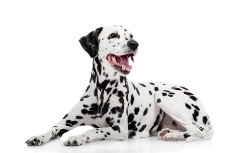 24 Best Ways To Find A Dalmatian To Adopt Or Buy Near You Petbudget