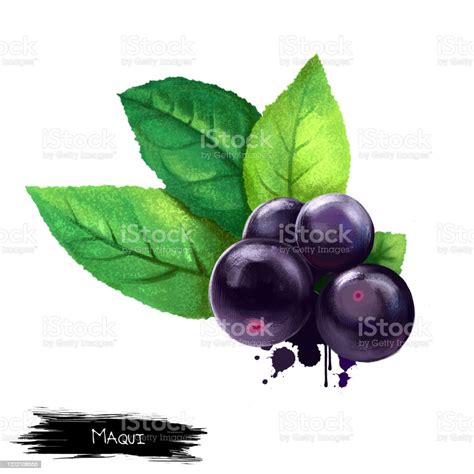 ilustracion de maqui isoated  white aristotelia chilensis digital art