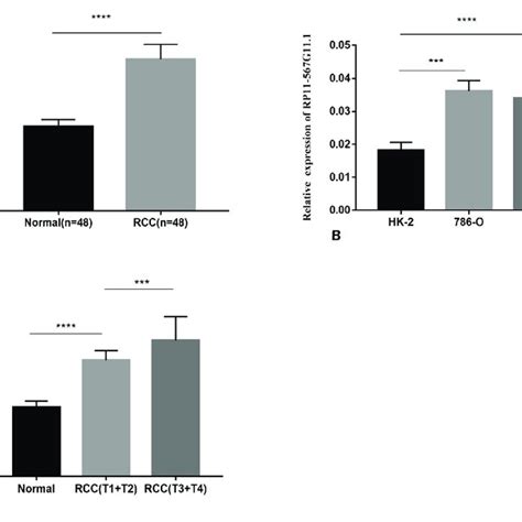 Rp11 567g111 Was Up Regulated In Rcc Tissues And Cells A Relative