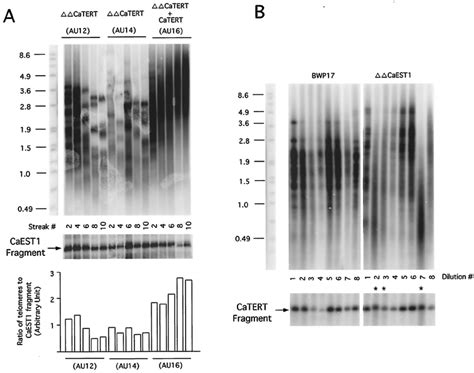 Telomere Length Dynamics In Catert And Caest Disruption Clones A