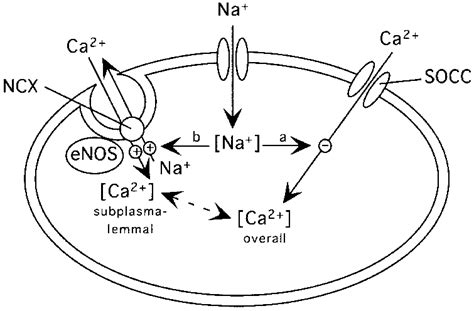 Proposed Scheme For Facilitation Of Ca 2 Dependent Activation Of Enos Download Scientific