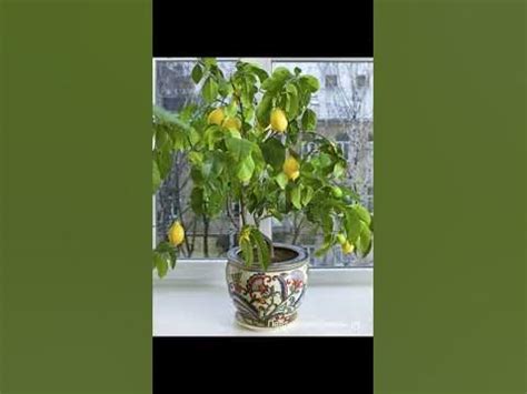 Павловский комнатный #лимон#москва#павловский#limon#комнатные#плодовые# ...