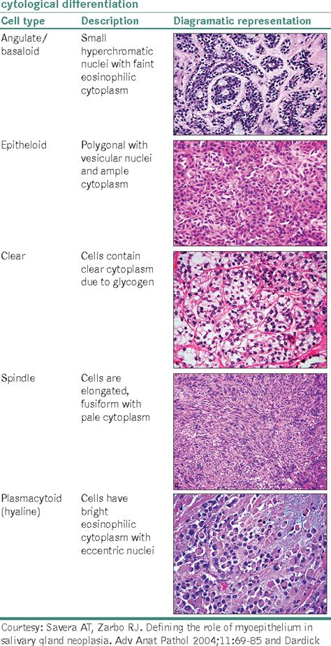 Figure From Pathophysiology Of Myoepithelial Cells In Salivary Glands