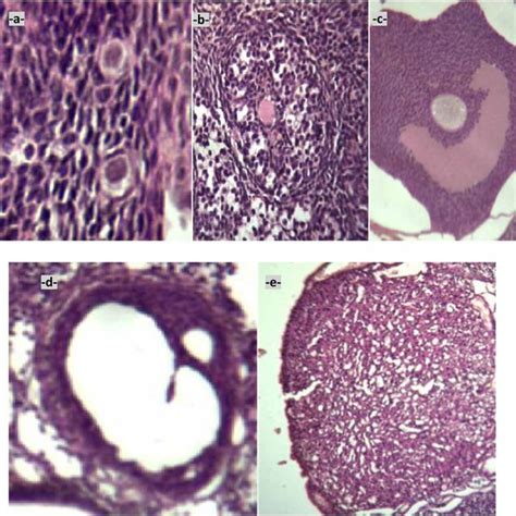 Normal Histological Structure Stained With Hematoxylin Eosin Of The