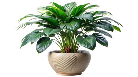 Indoor Plant Pngs For Free Download