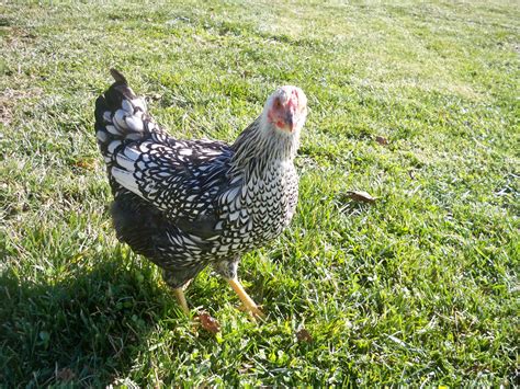 Keeping Your Chickens Healthy | BackYard Chickens - Learn How to Raise