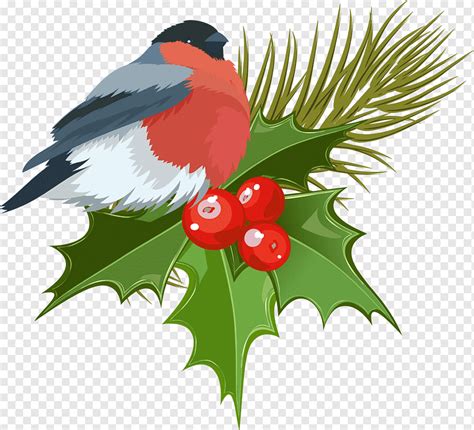 Mistletoe Christmas Noel Holidays Leaf Branch Png Pngwing