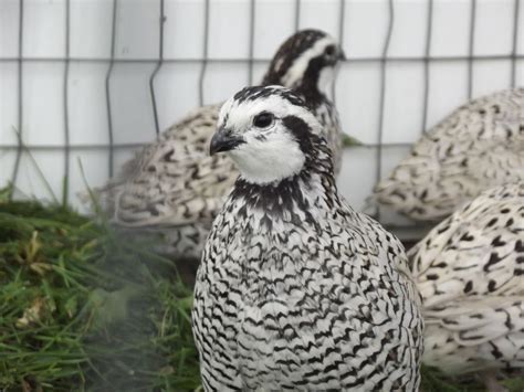 30+ Snowflake Bobwhite Quail Hatching Eggs, NPIP Flock, For Incubation