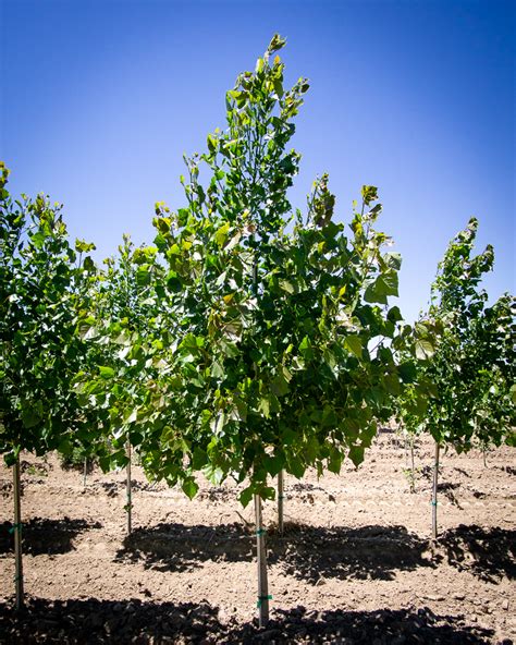 Populus Deltoides Siouxland