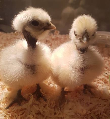 Types And Sizes Of Silkie Chickens Cluckin