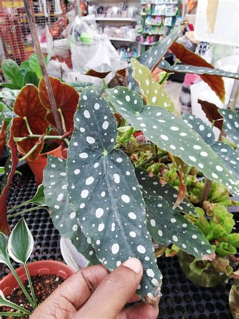 Garden Chronicles : Different Types Cane Begonias (Name & Images) & How