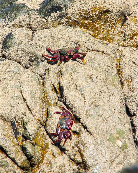 Crabs Cofete On El Islote De Las Siete Viudas Dingbat Flickr