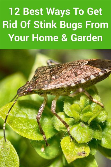 12 Best Ways To Get Rid Of Stink Bugs From Your Home And Garden Stink Bugs Stink Bug Repellent