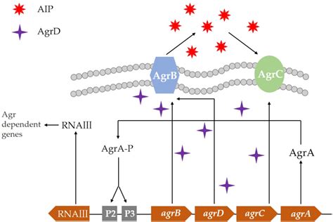 Figure From Quorum Sensing Regulation Of Antimicrobial Resistance In