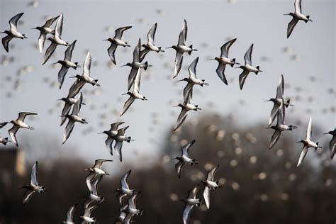 7 Surprising Facts Regarding Bird Migration Patterns