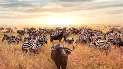 Quels sont les meilleurs spots de safari en Afrique Partez à l