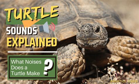 Turtle Sounds: Hissing, Grunting, Mating Noise & More