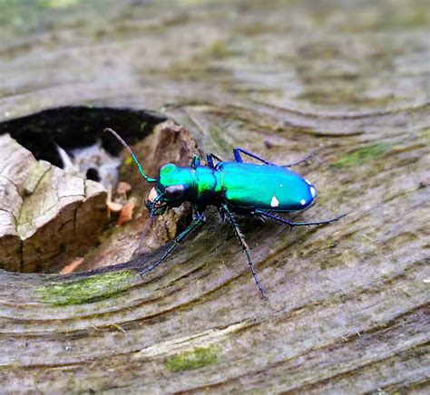 A Six Spotted Tiger Beetle Spotted At J Edward Roush Lake