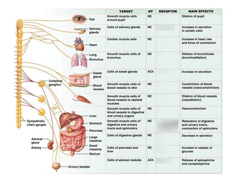 sympathetic Diagram | Quizlet