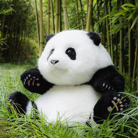 Panda Sitting