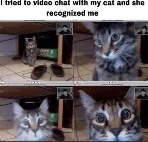 here kitty kitty : r/wholesomememes