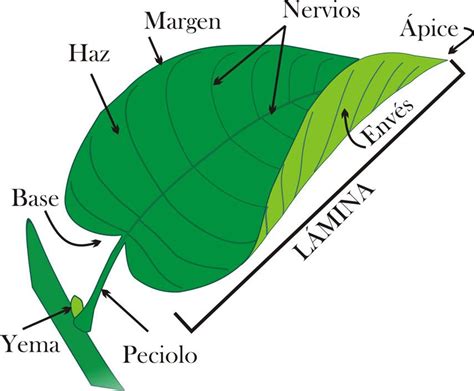 Partes de una hoja Del latín folium La hoja es el órgano de las plantas