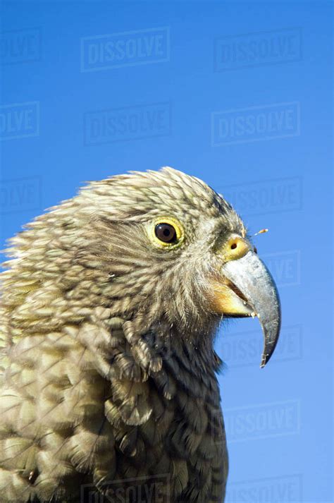 New Zealand South Island Arthurs Pass National Park Kea Nestor