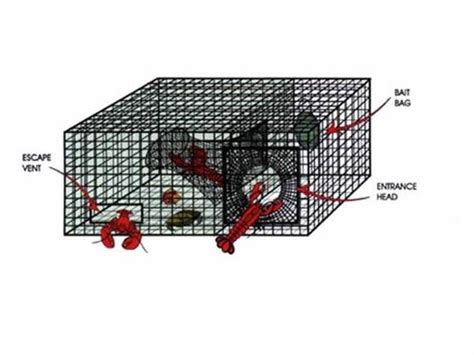 Lobster Traps Including Small, Medium and Large Sizes for Choices