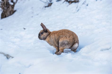 Deer Fawns Lying Down on Snow · Free Stock Photo