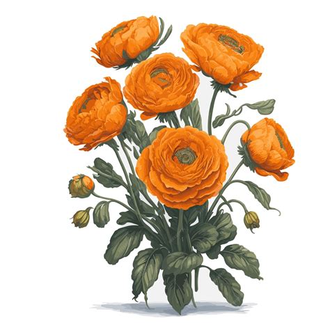 Premium Vector | Vector watercolor persian buttercup ranunculus clipart