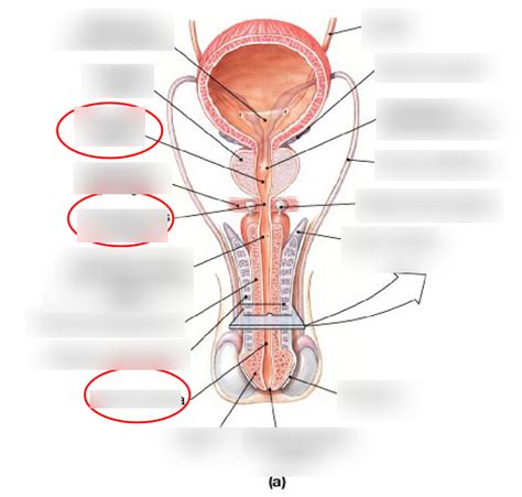 LAB INNER PENILE DIAGRAM BIOL 2020 Diagram Quizlet