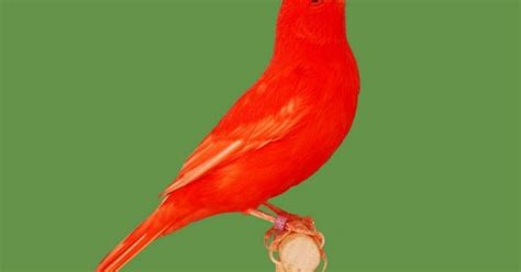 Red Factor Canary Health, Personality, Colors and Sounds - PetGuide ...