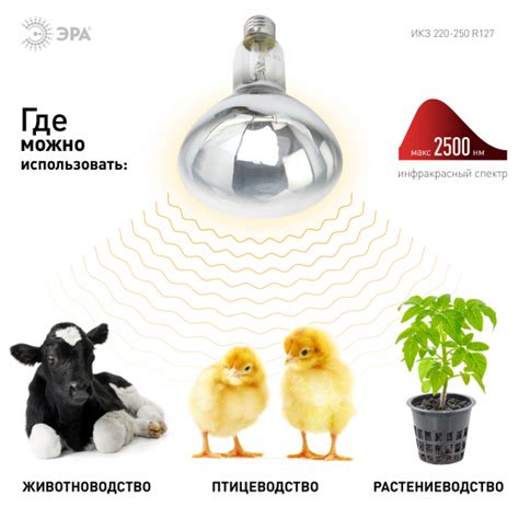 Инфракрасная лампа зеркальная для животных с прозрачной колбой 250Вт ...