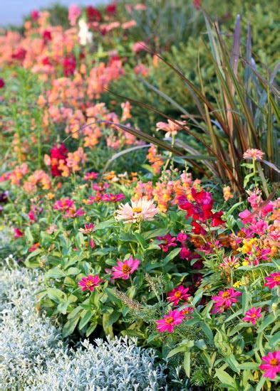 Vibrant Snapdragons Verbena And Zinnias In A Stunning Garden