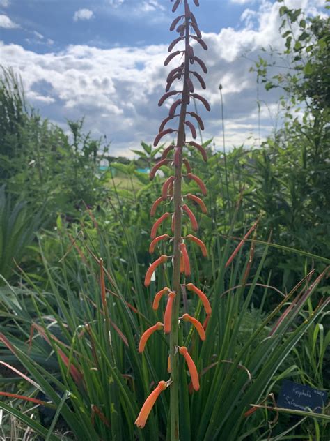 Kniphofia Thomsonii Var Thomsonii Andy Gladman