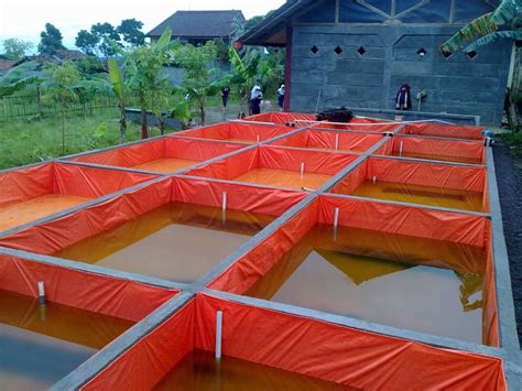 1000 Cara Lengkap Budidaya Ikan Lele Di Kolam Terpal Aquaculture