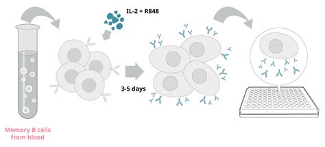 Step By Step Memory B Cell Stimulation Mabtech