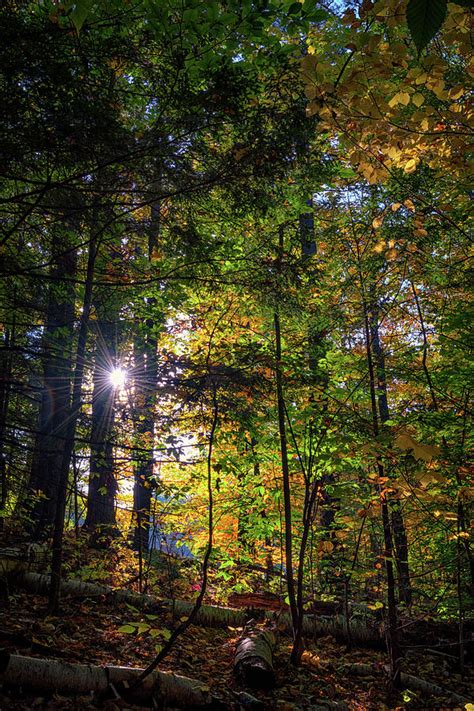 Autumn In A Maine Forest Photograph By Rick Berk