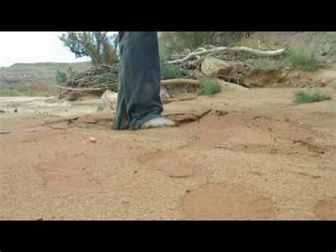 Quicksand Liquefaction Demonstration Youtube