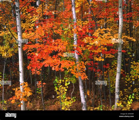 White Birch Betula Papyrifera And Red Maple Acer Rubrum Trees Autumn