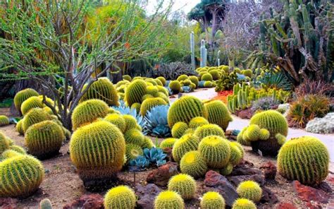 Desert Botanical Garden, Phoenix, Central Arizona - Traveldigg.com