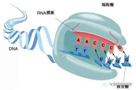 端粒和端粒酶在癌症中的作用 - 知乎