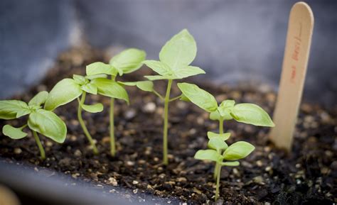 Cómo cultivar albahaca en casa Estilo de Vida Hogar Univision