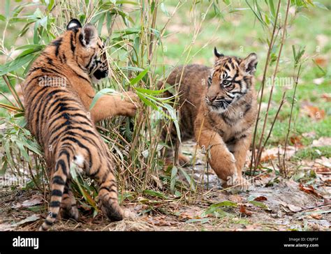 Sumatran Tiger Cubs