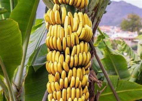 Cara Menanam Pohon Pisang Dengan Mudah Agar Cepat Berbuah Lakukan 9