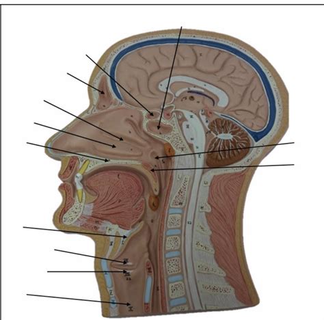 Sagittal Head Model Lab 6 Diagram Quizlet