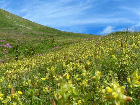 Kostenlose foto Gras Rasen Wiese Prärie Blume alpin Gelb