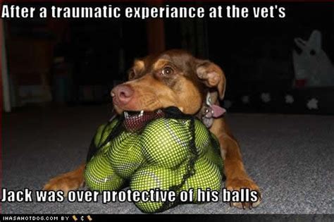 Funny Image Gallery: Funny Dog Photos with Humorous Captions