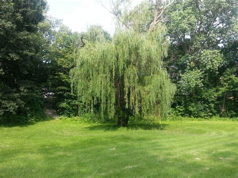 Weeping Trees For Small Gardens