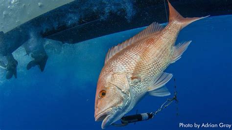 Noaa Fisheries Announces Gear Modifications For The Snapper Grouper Fishery